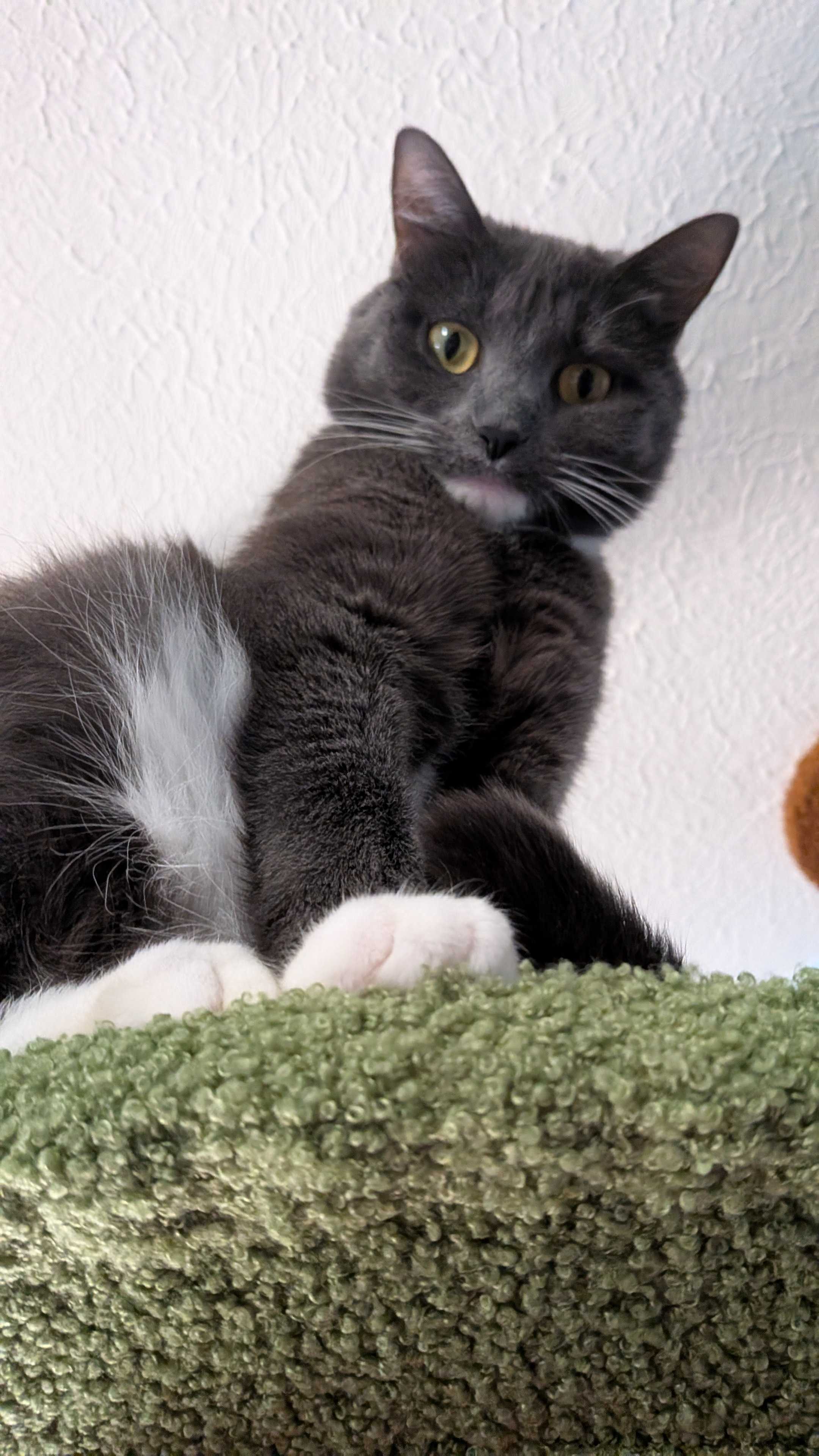 A Very Cute Grey Cat with a White Chin and Paws, and Yellow Eyes looking down at you from high up. Her snoot is very boopable (if you can reach it)